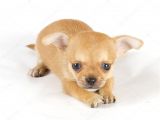 Deer Head Chihuahua Puppies Craigslist Related Keywords Suggestions for Small Chihuahua