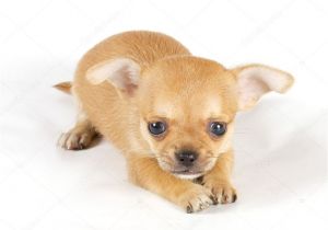 Deer Head Chihuahua Puppies Craigslist Related Keywords Suggestions for Small Chihuahua