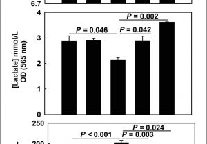 Difference Between Down Alternative and Down Blend Metastasis Suppressor Kiss1 Seems to Reverse the Warburg Effect by