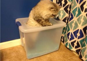 Diy top Entry Litter Box Diy top Entry Litter Box Archives Charleston Crafted