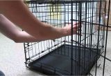 Dog Crate Divider with Hole Diy Set Up Puppy Crate Divider Youtube