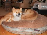 Dog sofa Bed Costco Costco Dog Bed Korrectkritterscom