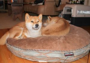 Dog sofa Bed Costco Costco Dog Bed Korrectkritterscom