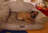 Dog sofa Bed Costco Dog Bed Costco Korrectkritterscom
