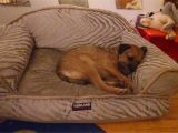 Dog sofa Bed Costco Dog Bed Costco Korrectkritterscom