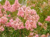 Double Feature Crape Myrtle Amazon Com Sioux Crape Myrtle Size 4 5 Live Plant Includes