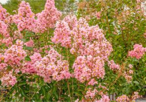 Double Feature Crape Myrtle Amazon Com Sioux Crape Myrtle Size 4 5 Live Plant Includes