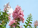 Double Feature Crape Myrtle Amazon Com Sioux Crape Myrtle Size 4 5 Live Plant Includes