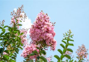 Double Feature Crape Myrtle Amazon Com Sioux Crape Myrtle Size 4 5 Live Plant Includes