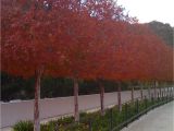 Double Feature Crape Myrtle Crape Myrtle Pleaching at the Getty Center Landscaping Garden