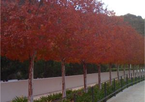 Double Feature Crape Myrtle Crape Myrtle Pleaching at the Getty Center Landscaping Garden