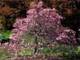 Double Feature Crape Myrtle Database Of Common Names Of Plants