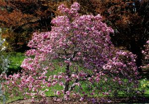 Double Feature Crape Myrtle Database Of Common Names Of Plants