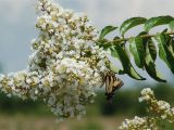 Double Feature Crape Myrtle Fast Growing Shade Trees for Usda Zones 5 to 10