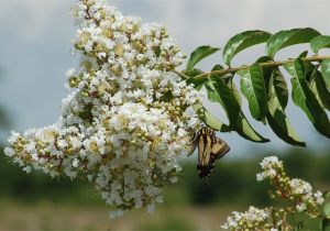 Double Feature Crape Myrtle Fast Growing Shade Trees for Usda Zones 5 to 10