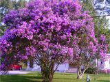 Double Feature Crape Myrtle How to Grow Crepe Myrtles Nature Beauty Myrtle Tree Crepe