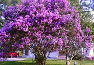 Double Feature Crape Myrtle How to Grow Crepe Myrtles Nature Beauty Myrtle Tree Crepe
