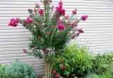 Double Feature Crape Myrtle Pink Velour Crape Myrtle Herb Garden Green with Envy My Yard