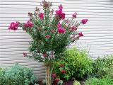 Double Feature Crape Myrtle Pink Velour Crape Myrtle Herb Garden Green with Envy My Yard