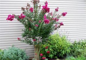 Double Feature Crape Myrtle Pink Velour Crape Myrtle Herb Garden Green with Envy My Yard