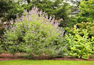 Double Feature Crape Myrtle Trees for Patios and Small Space Gardens