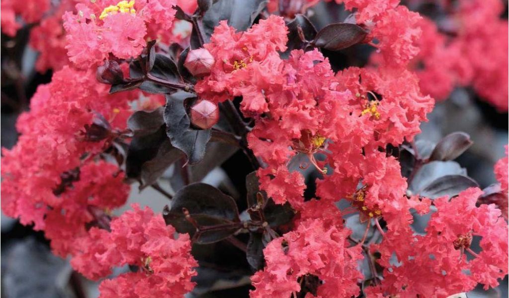 Double Feature Crape Myrtle Trees Trees Bushes the Home Depot – AdinaPorter