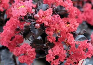 Double Feature Crape Myrtle Trees Trees Bushes the Home Depot