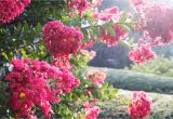 Double Feature Crape Myrtle What Not to Plant In Your Poolside Garden Messy Plants