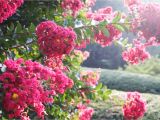 Double Feature Crape Myrtle What Not to Plant In Your Poolside Garden Messy Plants