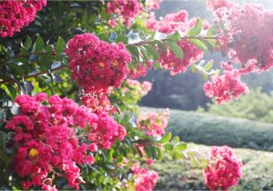 Double Feature Crape Myrtle What Not to Plant In Your Poolside Garden Messy Plants