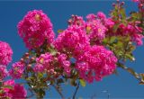 Double Feature Crape Myrtle why Does My Crepe Myrtle Have Brown Leaves