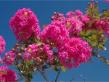 Double Feature Crape Myrtle why Does My Crepe Myrtle Have Brown Leaves