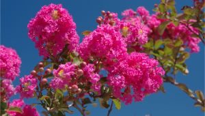 Double Feature Crape Myrtle why Does My Crepe Myrtle Have Brown Leaves