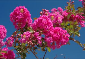 Double Feature Crape Myrtle why Does My Crepe Myrtle Have Brown Leaves