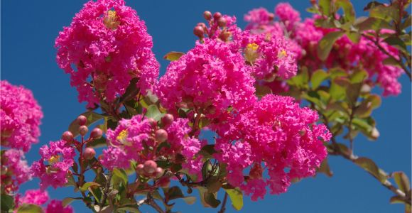 Double Feature Crape Myrtle why Does My Crepe Myrtle Have Brown Leaves