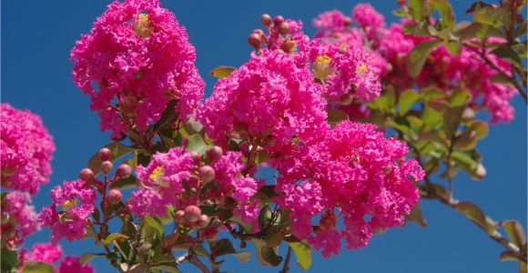 Double Feature Crape Myrtle why Does My Crepe Myrtle Have Brown Leaves