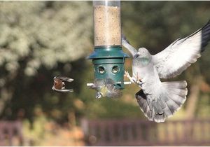 Dove Proof Bird Feeders 2009 12 19 195 V1 London Holland Park Pigeon Chasing