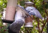Dove Proof Bird Feeders Pigeon Proof Bird Table Gardening forum