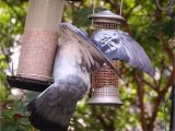 Dove Proof Bird Feeders Pigeon Proof Bird Table Gardening forum
