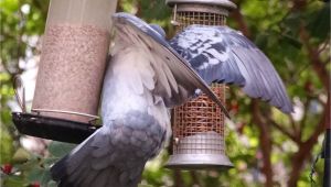 Dove Proof Bird Feeders Pigeon Proof Bird Table Gardening forum