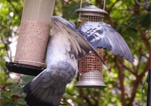 Dove Proof Bird Feeders Pigeon Proof Bird Table Gardening forum