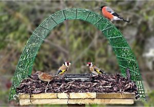 Dove Proof Bird Feeders Pigeon Proof Bird Table Perfect for Goldfinch Bullfinch