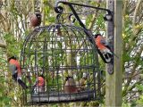 Dove Proof Bird Feeders the Bird Cage Anti Squirrel and Pigeon Proof Bird Feeder