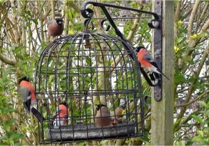Dove Proof Bird Feeders the Bird Cage Anti Squirrel and Pigeon Proof Bird Feeder