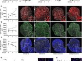 Download Belgium Vs Mexico Highlights A Dgki Foxo Ubiquitin Proteolytic Axis Controls Fiber Size During