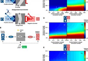 Download Belgium Vs Mexico Highlights Dynamically Reshaping Signaling Networks to Program Cell Fate Via