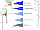 Download Belgium Vs Mexico Highlights the Ancestral Retinoic Acid Receptor Was A Low Affinity Sensor