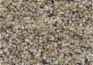 Dreamweaver Polyester Carpet Reviews Dreamweaver soft Harmony Carpet Reviews Carpet Vidalondon