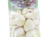 Edible Seashells Hobby Lobby 22 Best Seashell ornaments Workshop Images On Pinterest