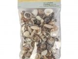 Edible Seashells Hobby Lobby Natural Seashell assortment